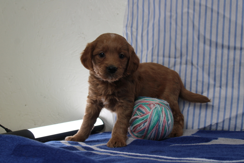 puppy, for, sale, Mini Golden Doodle F1, Matthew B. Stoltzfus, dog, breeder, Gap, PA, dog-breeder, puppy-for-sale, forsale, nearby, find, puppyfind, locator, puppylocator, aca
